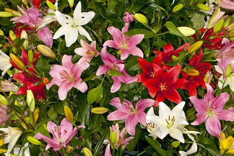 24 Types Of White Lilies