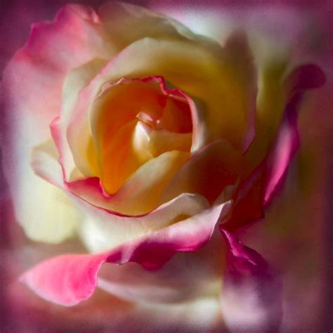 Fire And Ice Rose In Square Format Photograph By Sally Bauer