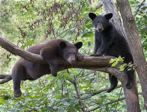 まとめて Black Bears Climbing A Tree ペーパータオルホルダー 15 1 2インチ[並行輸入品] B08wx9hz12 オークマリー 通販 でのお