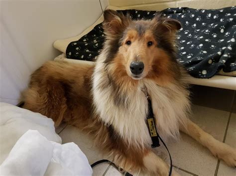 Kenzie Rough Collie Dogs Trust Rough Collie Rehoming Pooch Rescue