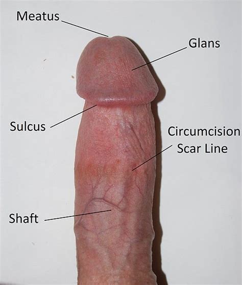 File Circumcised Penis Edit Wikimedia Commons