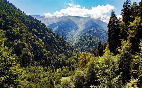 Bosque De Monta A Qu Es Caracter Sticas Ubicaci N Flora Fauna Clima