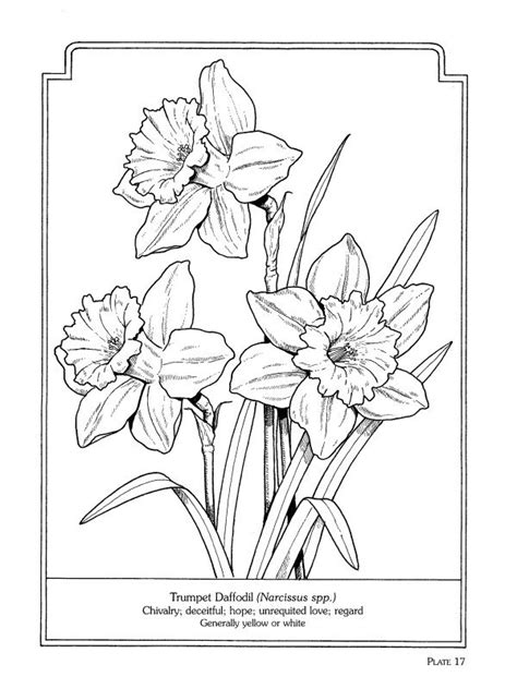 Maybe you would like to learn more about one of these? Daffodils Flowers Drawing