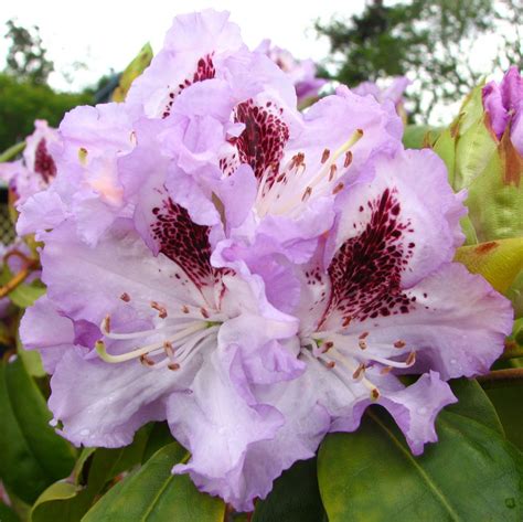 Free Photo Lavender Rhododendron