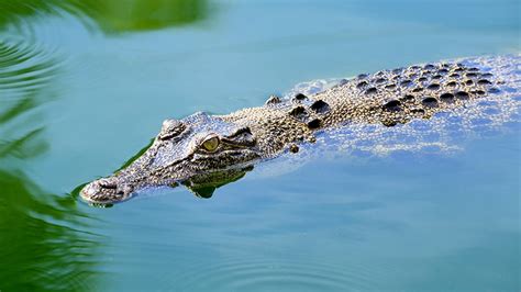 Northern Australias Saltwater Crocodiles Under Investigation Following
