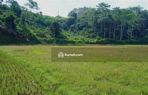 Tanah Dijual Tanah Kebun Jati Dan Sawah Pinggir Jalan Besar Di Bojong