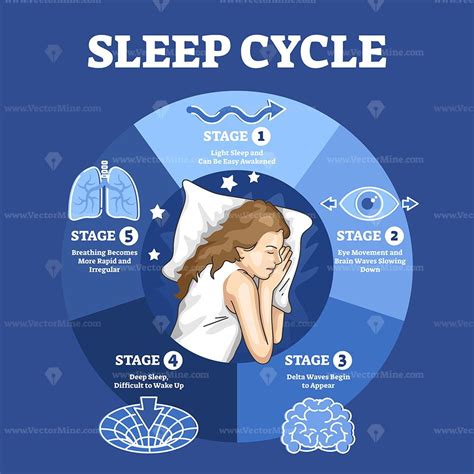 sleep cycle with labeled night stages and phases description outline diagram educational scheme