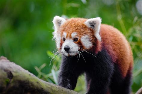 5 Fun Facts Red Pandas Red Panda Books