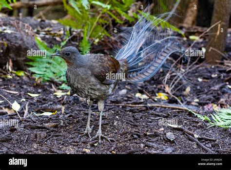 Male Lyrebird Hi Res Stock Photography And Images Alamy