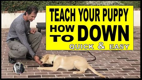How To Teach Your Puppy Or Dog Lie Down Dog Training Video Dog