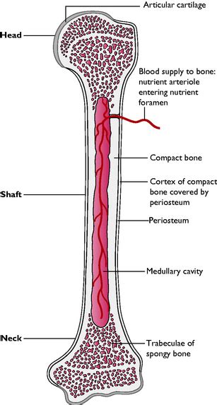 Labeling portions of a long bone. Skeletal system | Veterian Key