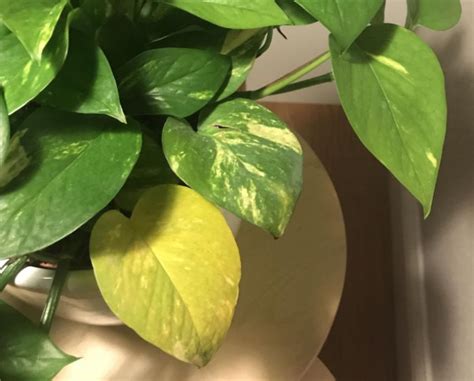 Why Are My Pothos Leaves Turning Yellow And How To Fix It Smart