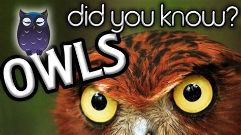 Top 5 Interesting Owl Facts Owl Facts Owl Facts For Kids Owl