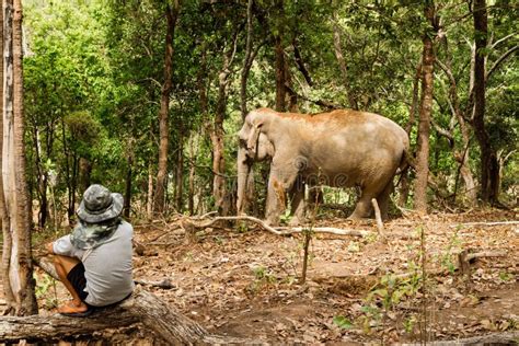 Elephant Walking Through The Rainforest Stock Image Image Of