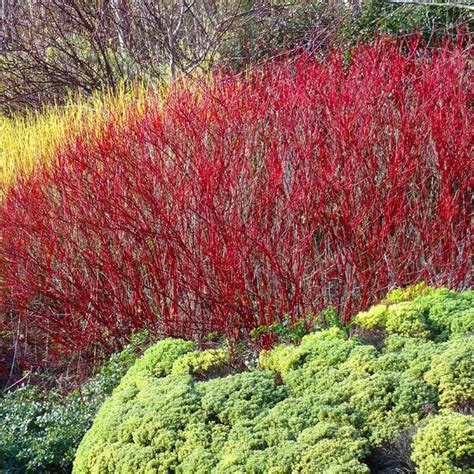 Red Twig Dogwood Shrubs For Sale