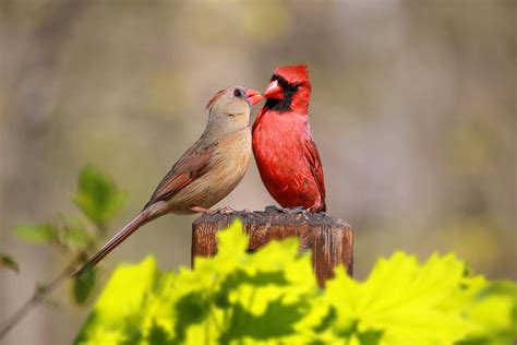 Bird Romance Fascinating And Sweet Courtship Behaviors In The Backyard