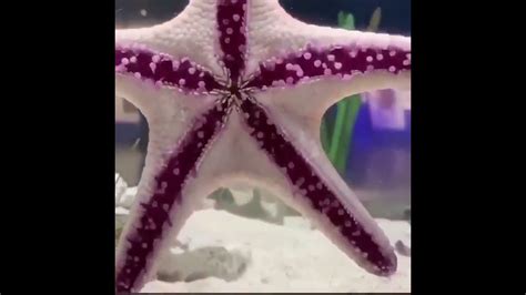 Starfish Walking Youtube