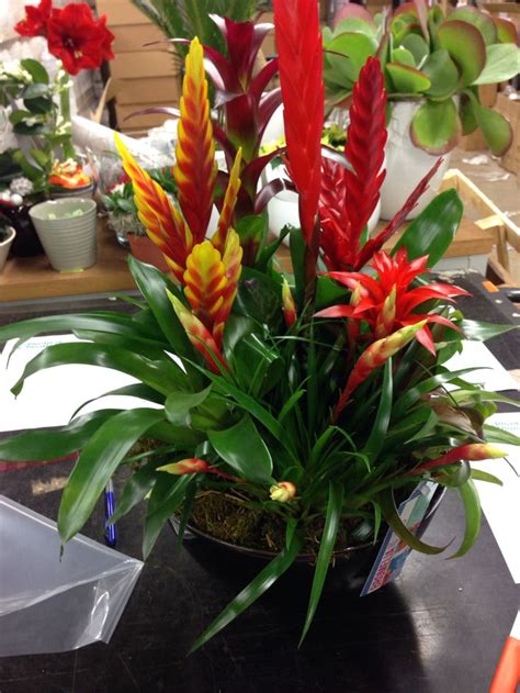 27 Best Bromeliad Arrangement Images On Pinterest Indoor House Plants
