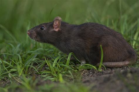 Rat Black Rat