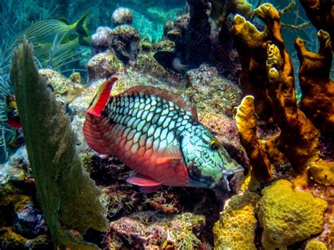 What Is Coral And Why Are Coral Reefs Important Ocean Science