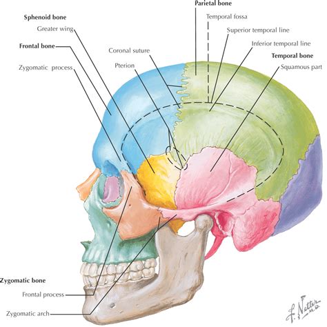 Temporal Bone Anatomy And Sinuses