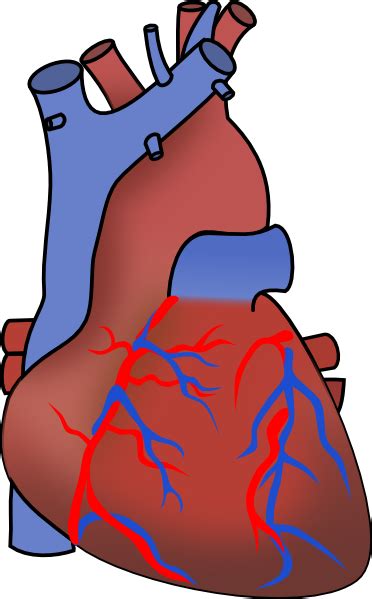 Human Heart Clip Art At Vector Clip Art Online