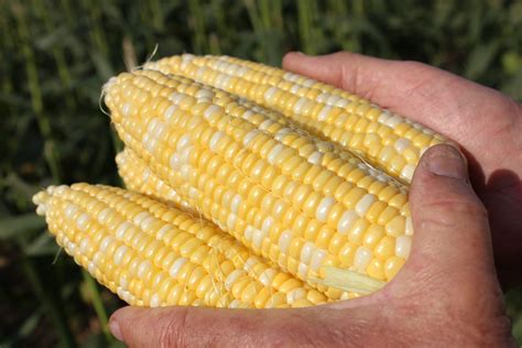 Despite Virus Sweet Corn Harvest Continues In Georgia Wabe