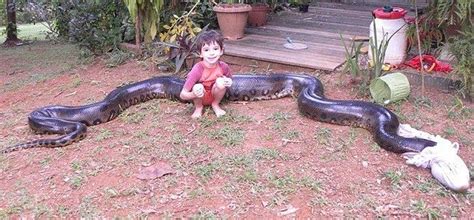 Giant Anaconda Snake 10 Pics