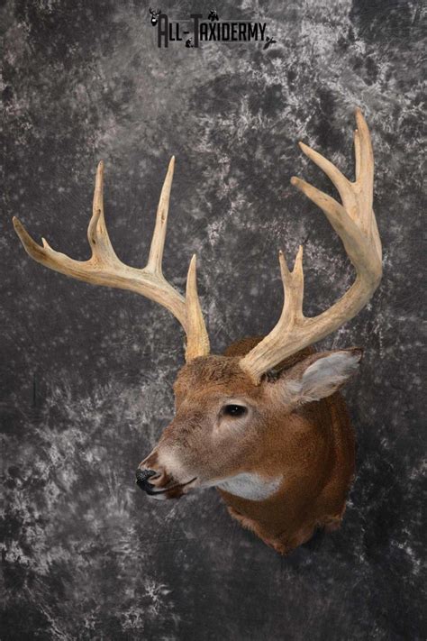 Whitetail Deer Taxidermy Shoulder Mount For Sale Sku 1319 All Taxidermy