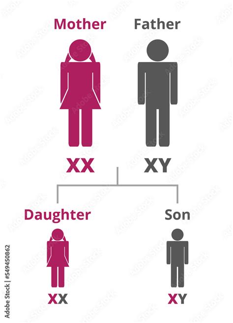 Vector Infographic Of The X And Y Sex Chromosomes Which Determine The Biological Sex Mother
