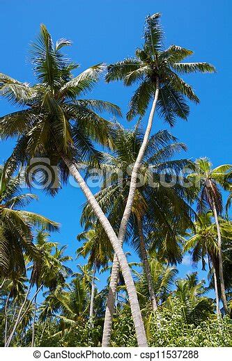 Two Crossed Coconut Palms At Famous Source Dargent Beach On La Digue