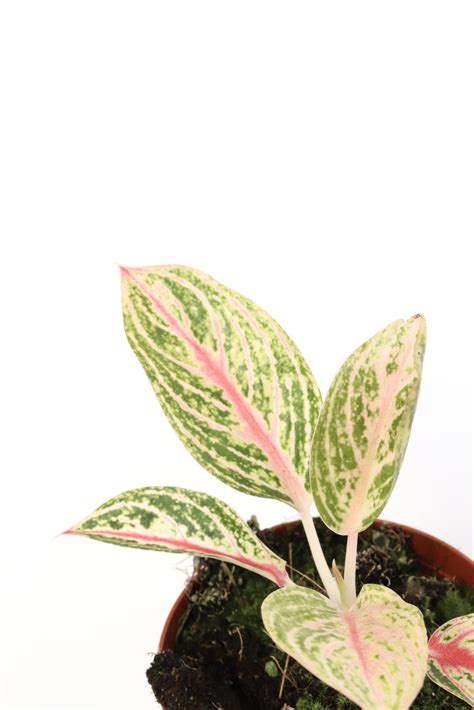Aglaonema ‘fancy Pink Planthiza