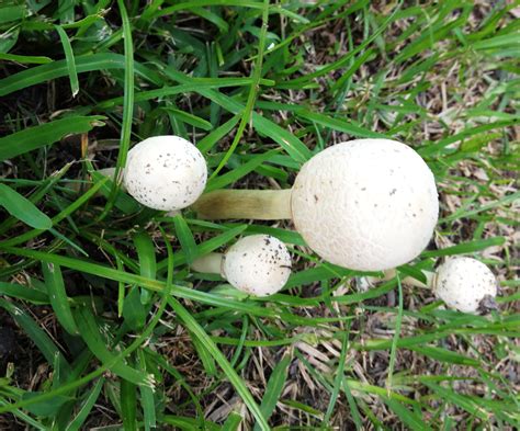 Mushrooms in the yard aren't cause for concern