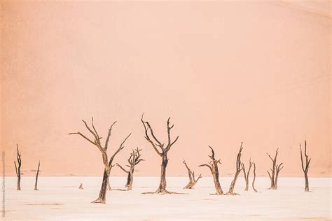 Dry Trees And Sand Dune In The Desert Deadvlei Sossusvlei Namibia