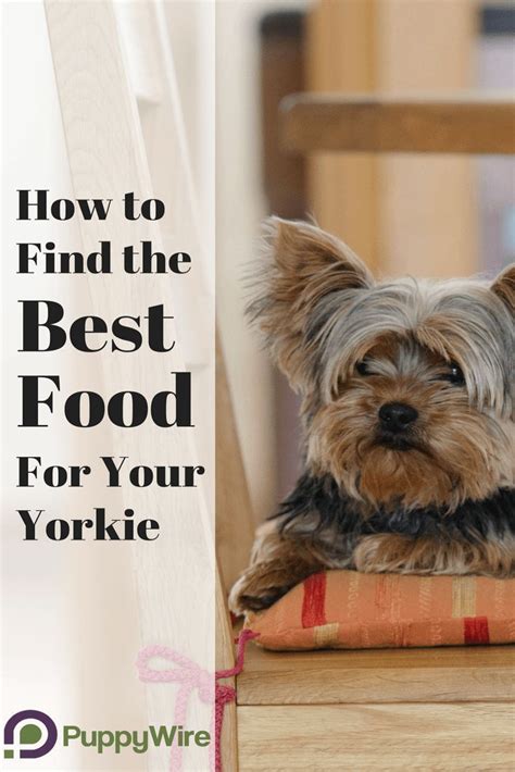 4.5 out of 5 stars 244. Finding the best dog food for Yorkies can be a challenge ...