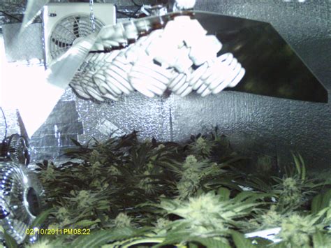 Because they are cool and can be placed close to the tops of. Craigslist Denver Grow Lights