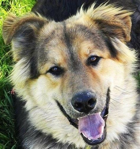 Great Pyrenees German Shepherd Husky Mix 2024