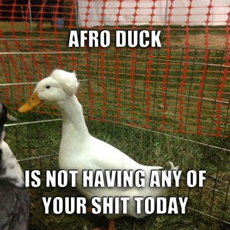Afro Duck Afro Duck