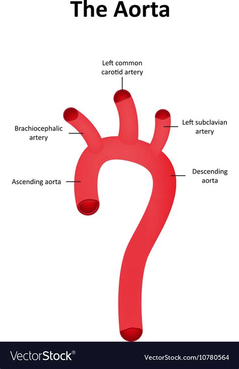 Arch Of Aorta Anatomy