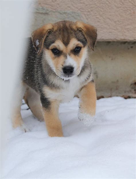 Beaski Beagle And Siberian Husky Mix Info Pictures Facts Hepper