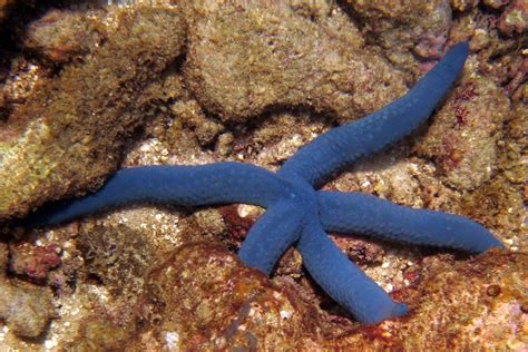 The Blue Sea Star Whats That Fish