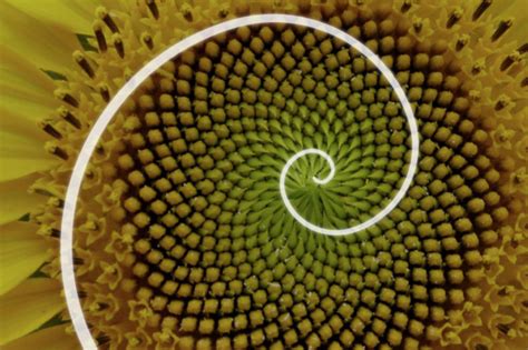 The Golden Ratio Golden Spiral Marketing For B2b Healthtech