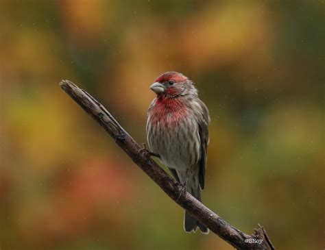 House Finch Tones Of Red