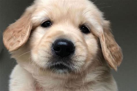 This adorable golden and his tiny human. (1 Female Available) California Golden Retrievers - Golden ...