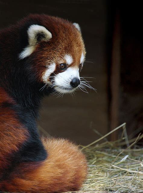 Funny Wildlife This Is Wild Via 500px Red Panda By Carolyn In