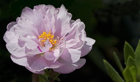 Pastel Pink Moss Rose Portulaca Photograph By Kathy Clark