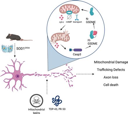 Gasdermin E Mediates Mitochondrial Damage In Axons And