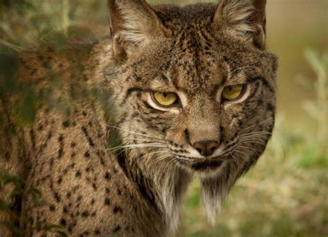 What Is The Most Endangered Wild Cat In The World