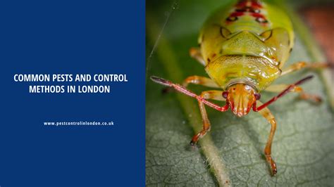 Common Pest Control Methods In London Pest Exterminators