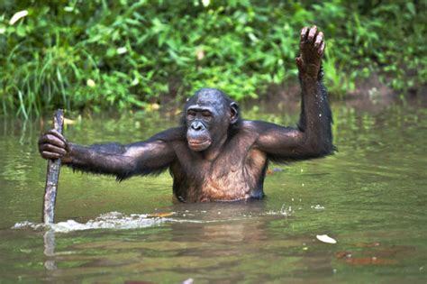 Interesting Facts About The Bonobos X Uganda